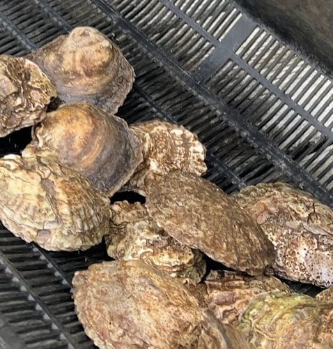 Native British oyster populations have declined dramatically over the decades, as a result of habitat loss, pollution, over-harvesting and disease. 