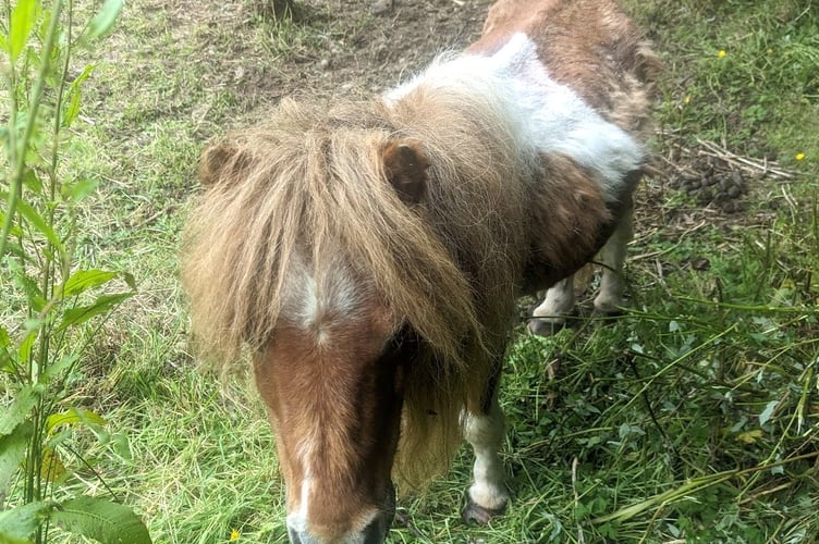 The court heard that the RSPCA had been informed that there were two Shetland ponies needing a welfare check in Llansteffan and RSPCA Inspector Keith Hogben attended on June 18 last year.