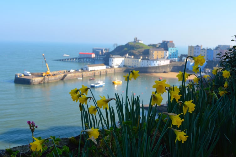 Tenby daffodils