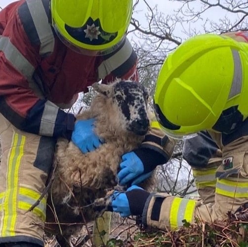 trapped sheep